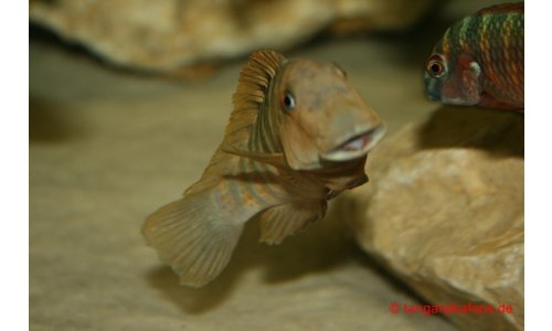 Eretmodus Bulu Point